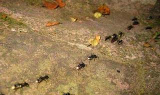 小蚂蚁是怎么搬家的